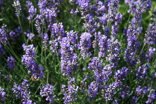 Lavandula angustifolia 'Munstead',gen. - Garten-Lavendel Munstead