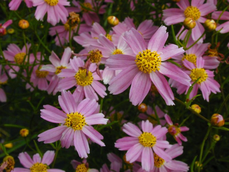 Coreopsis rosea 'American Dream' - Garten-Mädchenauge American Dream