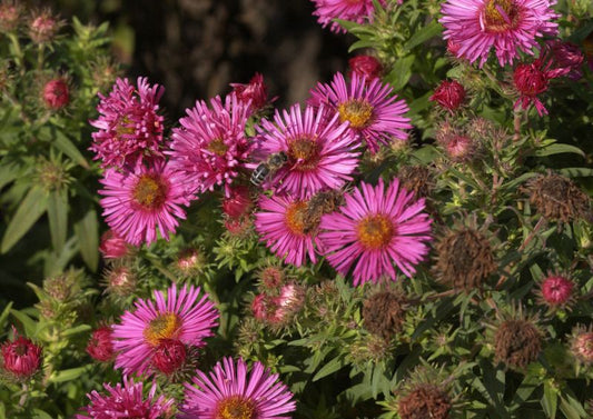 Aster novae-angliae 'Alma Pötschke' - Garten-Raublatt-Aster Alma Pötschke