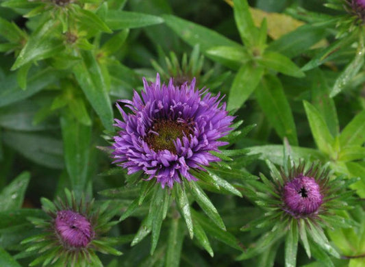 Aster novae-angliae 'Purple Dome' - Garten-Raublatt-Aster Purple Dome