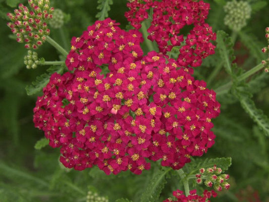 Achillea millefolium 'Paprika' - Garten-Schaf-Garbe Paprika
