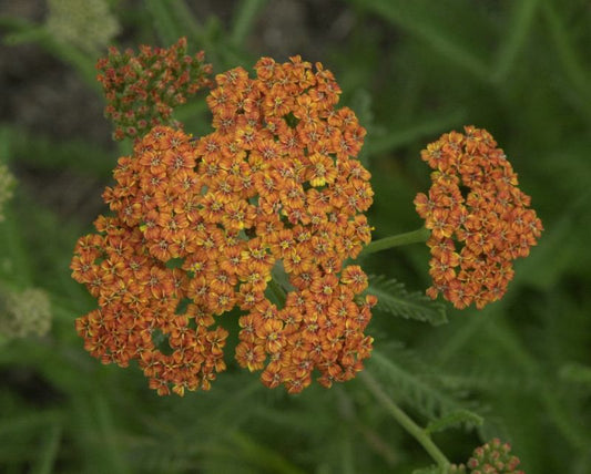 Achillea millefolium 'Terracotta' - Garten-Schaf-Garbe Terracotta