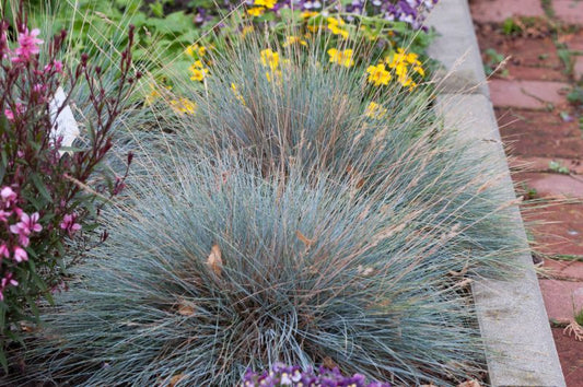 Festuca ovina 'Eisvogel' - Garten-Schaf-Schwingel Eisvogel