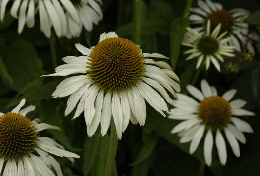 Echinacea purpurea 'Alba' - Garten-Scheinsonnenhut Alba