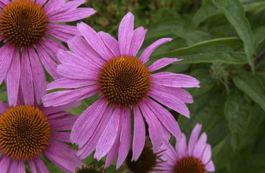 Echinacea purpurea 'Magnus' - Garten-Scheinsonnenhut Magnus