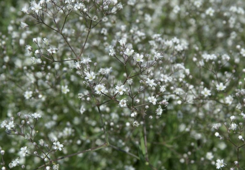 Gypsophila paniculata 'Schneeflocke' - Garten-Schleierkraut Schneeflocke
