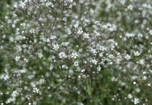 Gypsophila paniculata 'Schneeflocke' - Garten-Schleierkraut Schneeflocke
