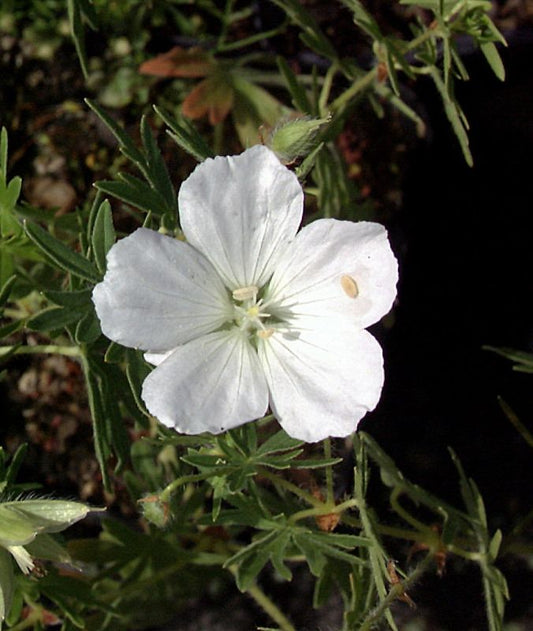 Geranium sanguineum 'Album' - Garten-Schnee-Storchschnabel