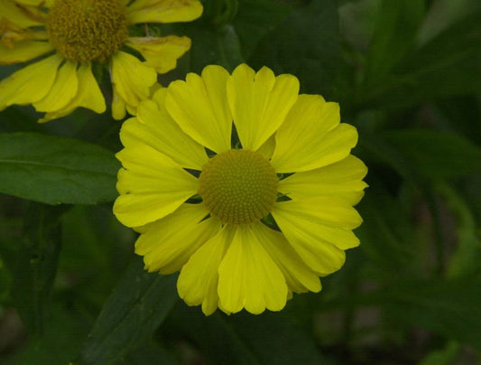 Helenium x cult.'Kanaria' - Garten-Sonnenbraut Kanaria