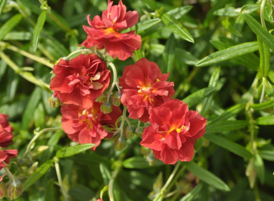 Helianthemum x cult.'Rubin' - Garten-Sonnenröschen Rubin