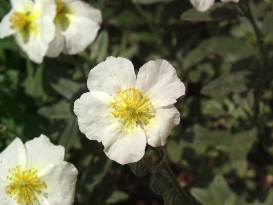 Helianthemum x cult.'Snow Queen' - Garten-Sonnenröschen Snow Queen