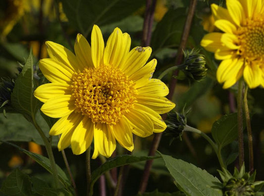 Helianthus decapetalus 'Capenoch Star' - Garten-Stauden-Sonnenblume