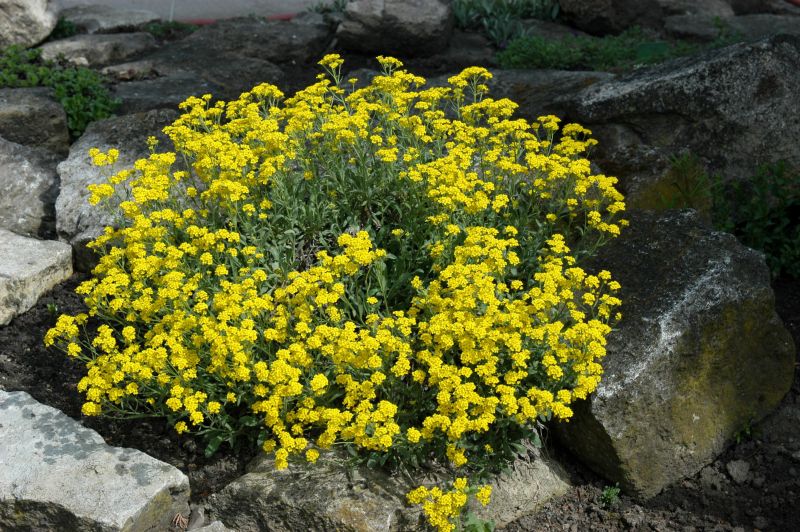Alyssum saxatile 'Compactum' - Garten-Steinkresse