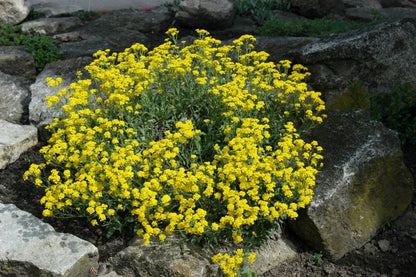 Alyssum saxatile 'Compactum' - Garten-Steinkresse