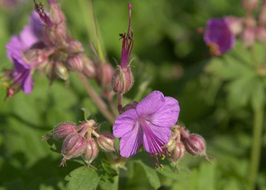 Geranium macrorrhizum 'Ingwersen' - Garten-Storchschnabel Ingwersen