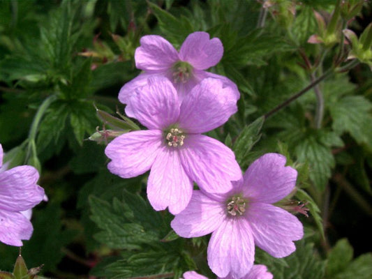 Geranium macrorrhizum 'Spessart' - Garten-Storchschnabel Spessart