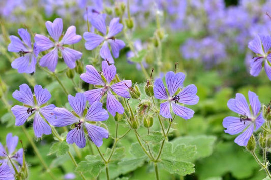 Geranium renardii 'Philippe Vapelle' - Garten-Storchschnabel Philippe Vapelle