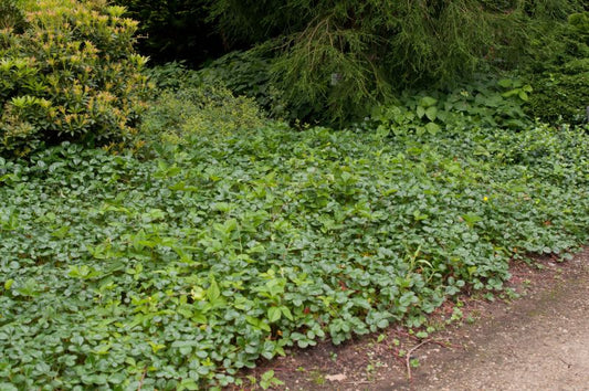 Fragaria chiloense 'Chaval' - Garten-Zier-Erdbeere