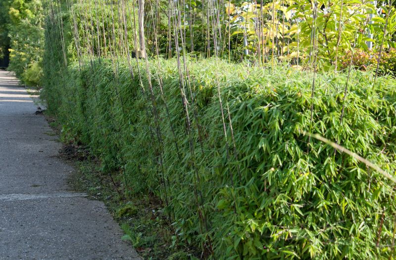 Fargesia 'Jiuzhaigou 1' - Gartenbambus 'Jiuzhaigou 1'