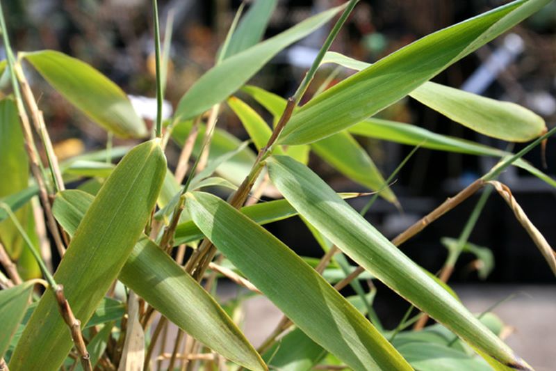 Fargesia murieliae 'Kranich' - Gartenbambus 'Kranich'