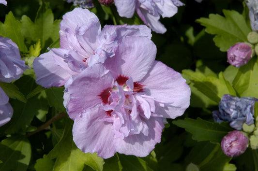 Hibiscus syriacus 'Ardens' - Garteneibisch 'Ardens'