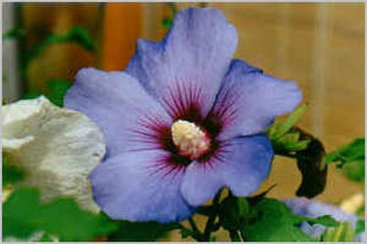 Hibiscus syriacus 'Blue Bird' - Garteneibisch 'Blue Bird'