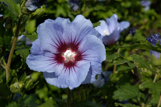 Hibiscus 'Coelestis' - Garteneibisch 'Coelestis'