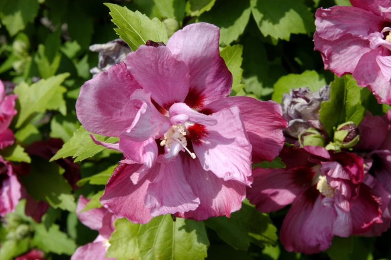 Hibiscus syriacus 'Duc de Brabant' - Garteneibisch 'Duc de Brabant'