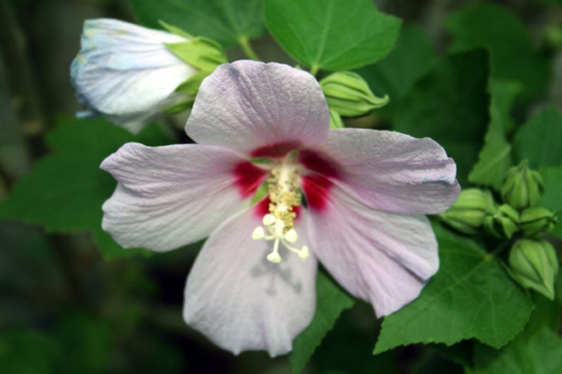 Hibiscus syriacus 'Hamabo' - Garteneibisch 'Hamabo'