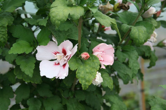 Hibiscus syriacus 'Helene' - Garteneibisch 'Helene'