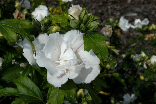 Hibiscus syriacus 'Jeanne d'Arc' - Garteneibisch 'Jeanne d'Arc'