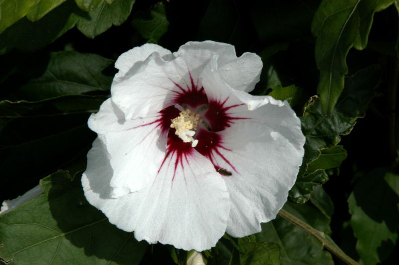 Hibiscus 'Monstrosus' - Garteneibisch 'Monstrosus'