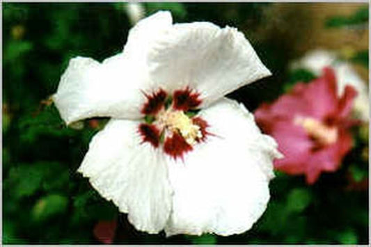 Hibiscus syriacus 'Red Heart' - Garteneibisch 'Red Heart'