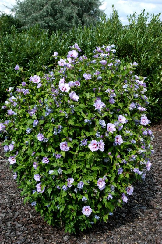 Hibiscus syriacus 'Souvenir de Ch.Breton' - Garteneibisch 'Souvenir de Ch.Breton'