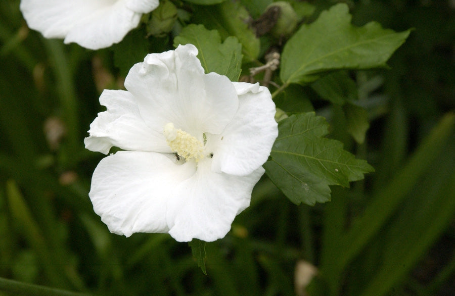 Hibiscus syriacus 'William R.Smith' - Garteneibisch 'William R.Smith'