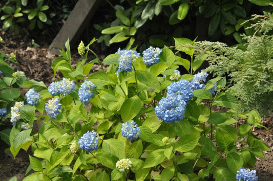 Hydrangea macr.'Endless Summer' ® - Gartenhortensie 'Endless Summer'