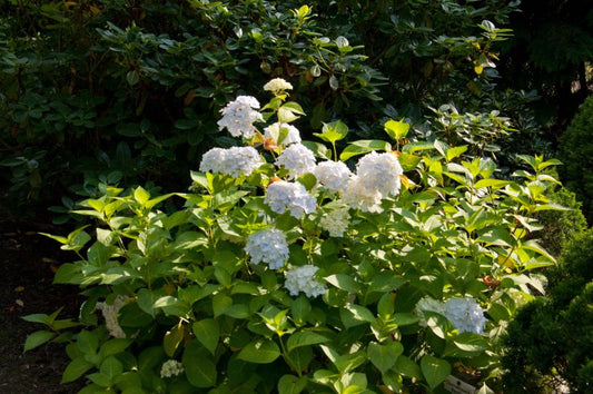 Hydrangea macrophylla 'The Bride' ® - Gartenhortensie 'The Bride' ®