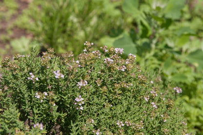 Thymus vulgaris 'Compactus' - Gedrungener Garten-Thymian