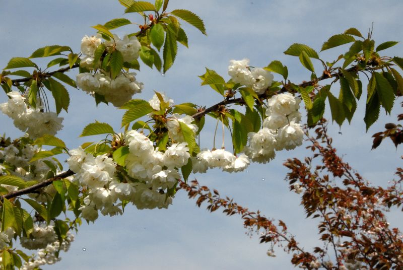 Prunus avium 'Plena' CAC - Gefülltblühende Vogelkirsche