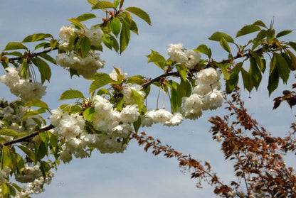 Prunus avium 'Plena' CAC - Gefülltblühende Vogelkirsche