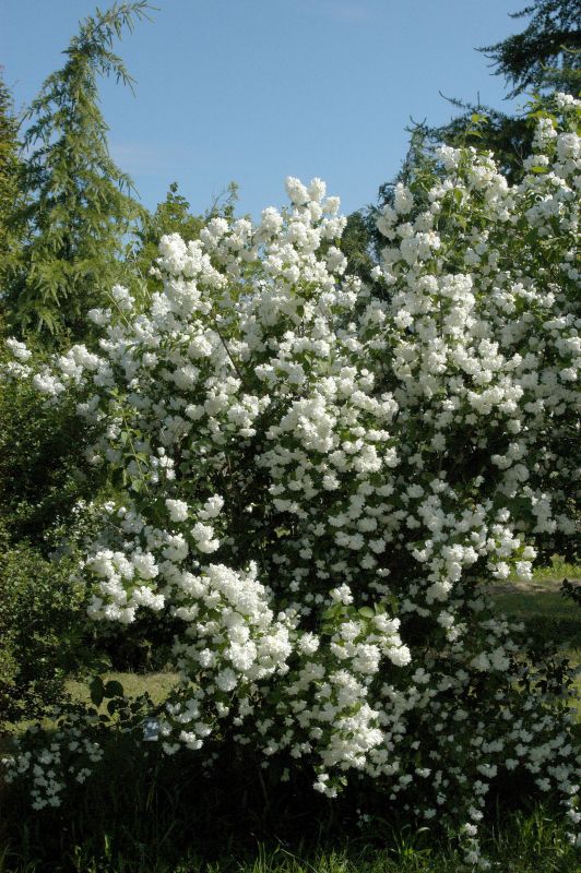 Philadelphus 'Virginal' - Gefüllter Gartenjasmin
