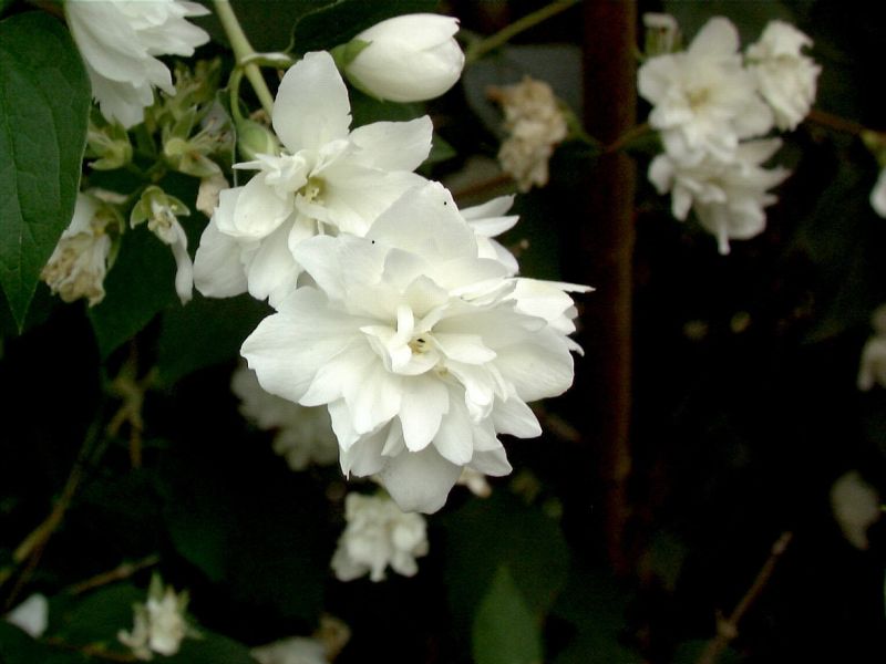 Philadelphus 'Schneesturm' - Gefüllter Gartenjasmin 'Schneesturm'