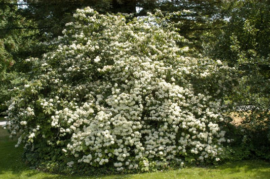 Viburnum plicatum - Gefüllter Jap.Schneeball
