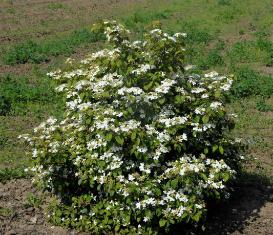 Viburnum plicatum 'Watanabe' - Gefüllter Schneeball 'Watanabe'