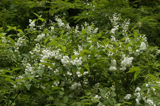Deutzia scabra 'Candidissima' - Gefüllter Sternchenstrauch 'Candidissima'