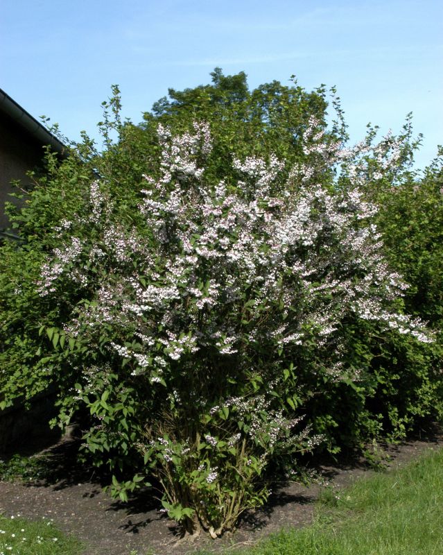 Deutzia scabra 'Plena' - Gefüllter Sternchenstrauch 'Plena'