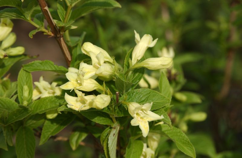 Weigela middendorffiana - Gelbblütige Weigelie