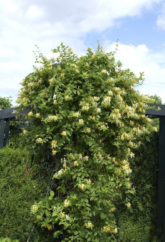 Lonicera japonica 'Halliana' - Gelbbunte Geißschlinge 'Halliana'
