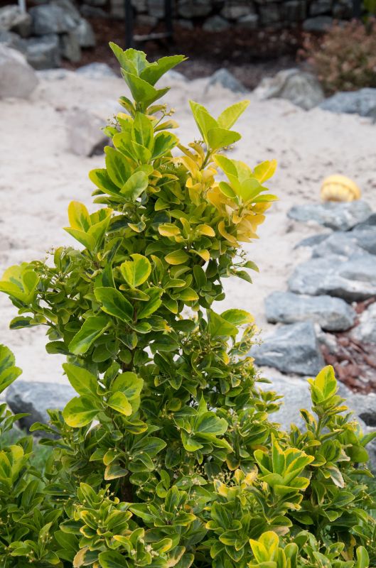 Euonymus japonicus 'Aureomarginatus' - Gelbbunte Japanspindel 'Aureomarginatus'