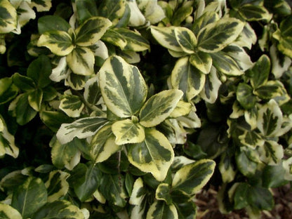 Euonymus fortunei 'Gold Tip' - Gelbbunte Kriechspindel 'Gold Tip'